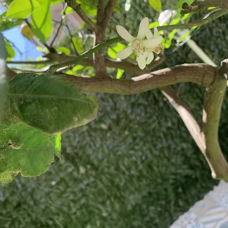Il Giardino Segreto Apartment Taranto